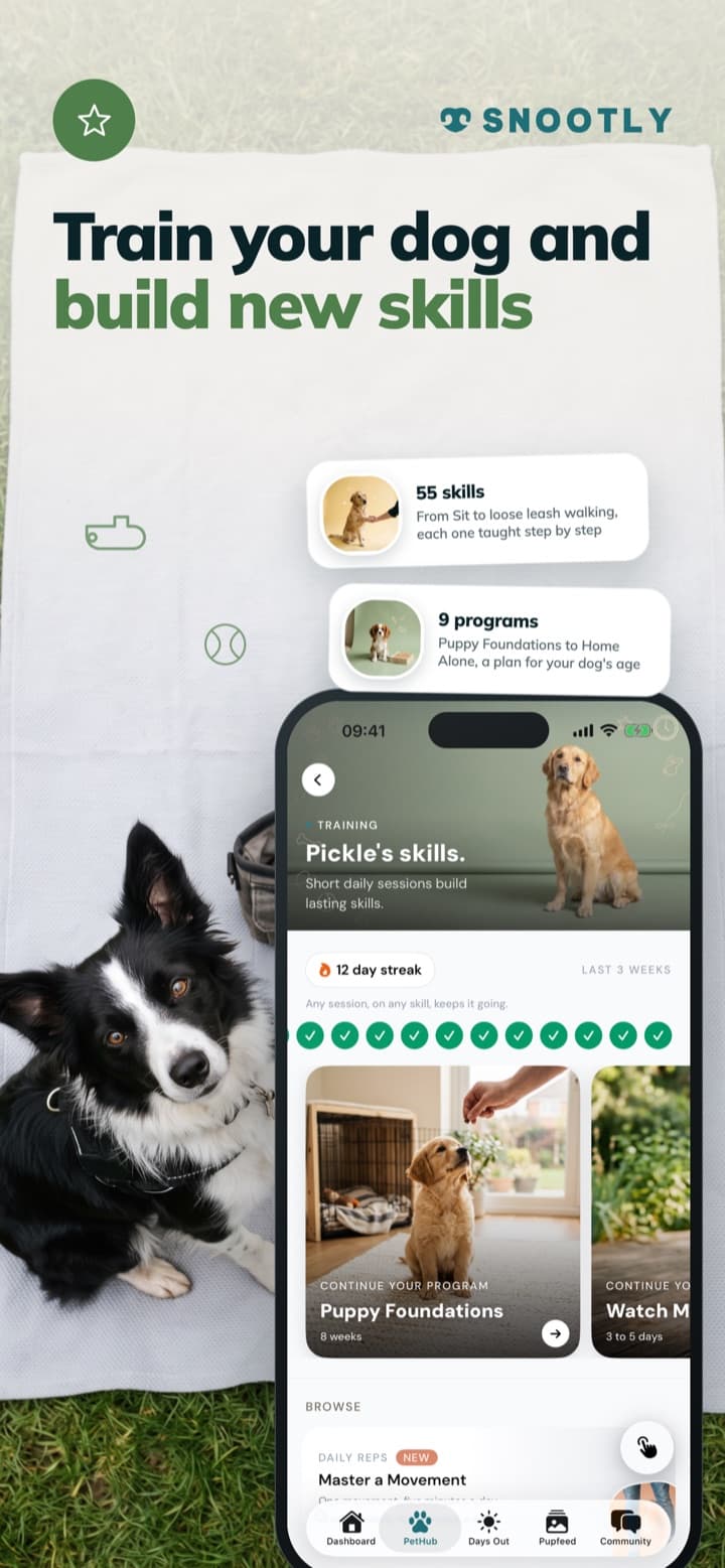 Train your dog and build new skills